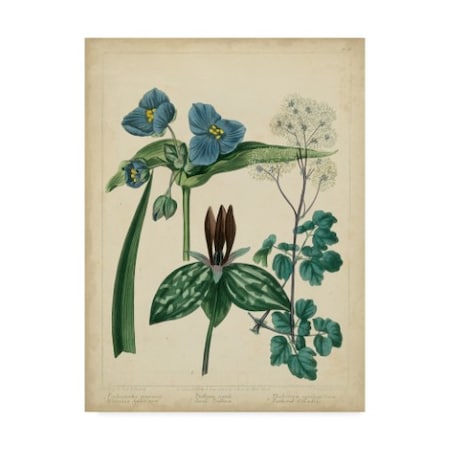 Trademark Fine Art Sydenham Edwards 'Cottage Florals V' Canvas Art, 18x24 WAG02373-C1824GG